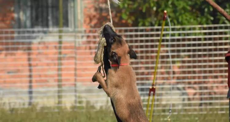小马犬饮食禁忌清单｜健康喂养核心技巧