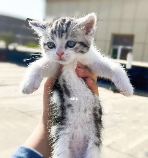 一个月猫咪成长变化｜从幼猫到成猫的适应与蜕变全攻略