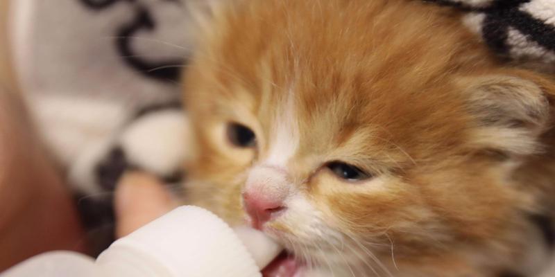 一个月猫咪成长变化｜从幼猫到成猫的适应与蜕变全攻略