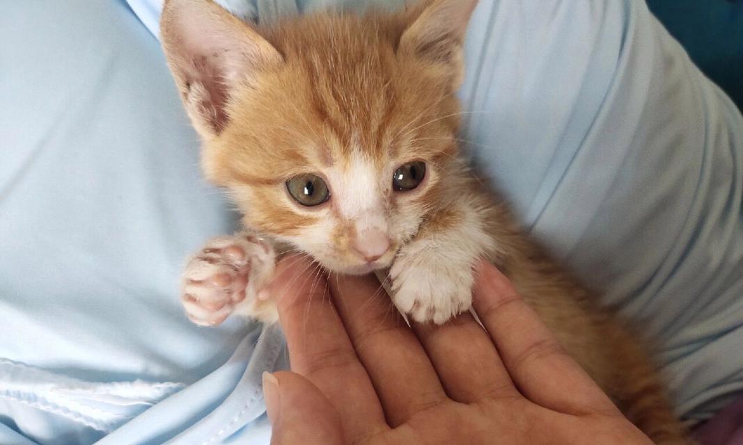 猫驱虫禁忌与注意事项｜科学驱虫全攻略