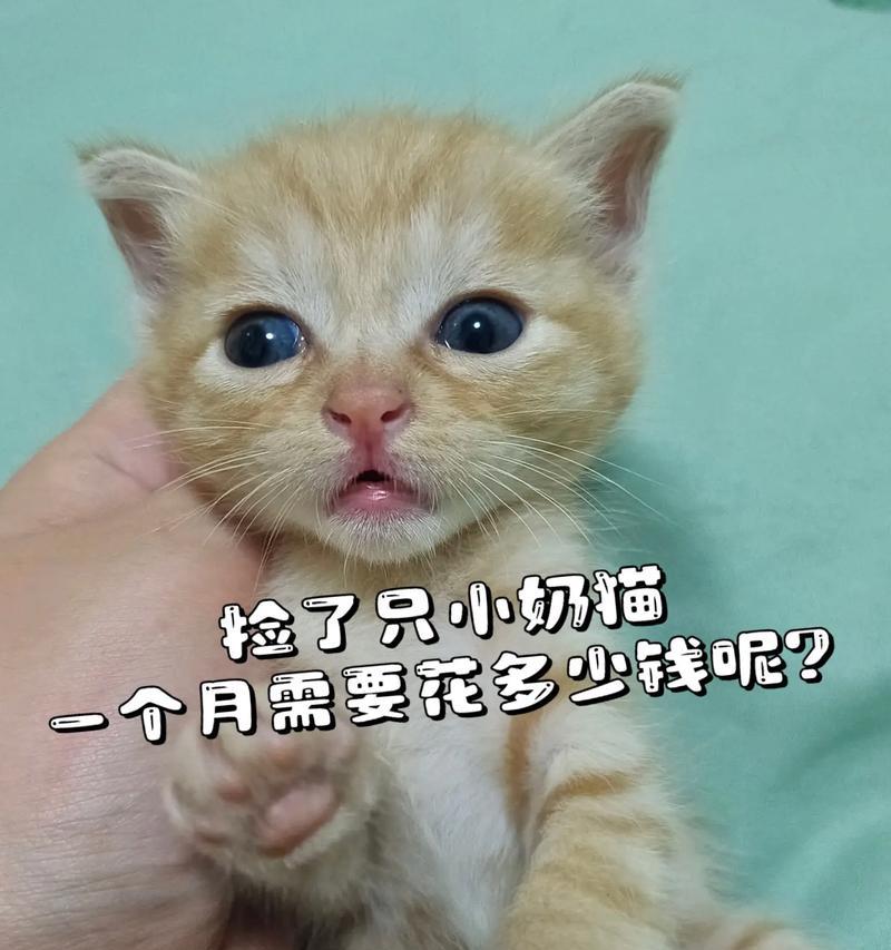 一个月猫咪成长变化｜从幼猫到成猫的适应与蜕变全攻略