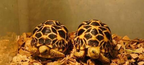 如何选择适合养殖的陆龟品种｜实用饲养指南