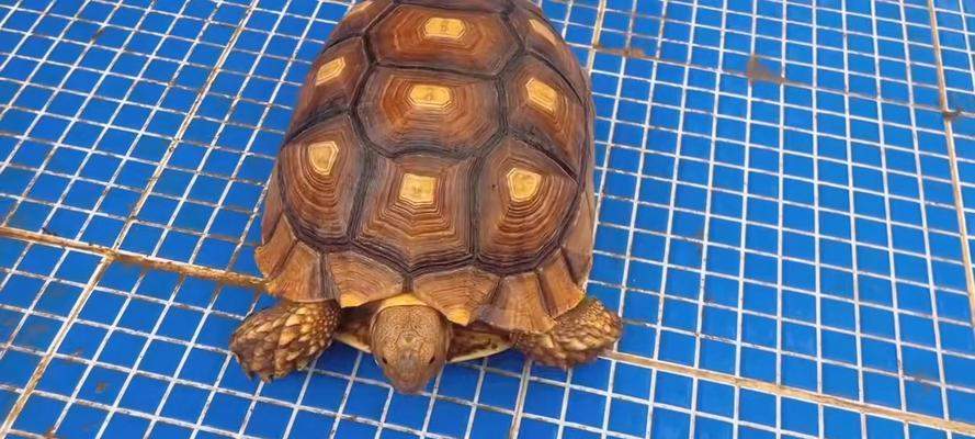 如何选择适合养殖的陆龟品种｜实用饲养指南