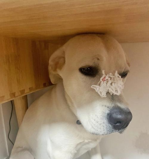 拉布拉多体温过高原因及应对方法｜宠物健康全攻略