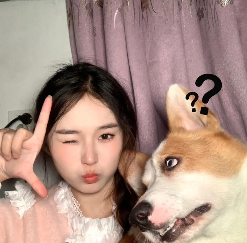 柯基犬独特魅力与智慧全解析