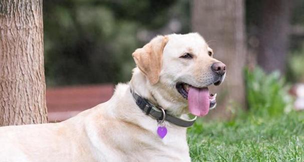 拉布拉多体温过高原因及应对方法｜宠物健康全攻略