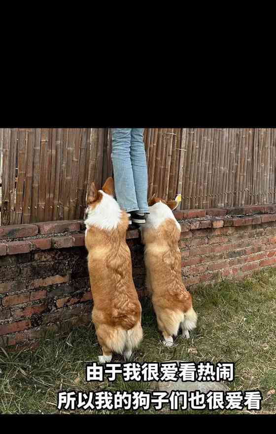 柯基犬独特魅力与智慧全解析