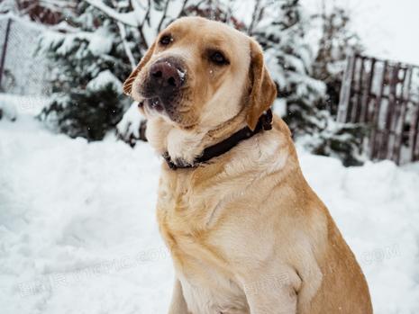 拉布拉多体温过高原因及应对方法｜宠物健康全攻略