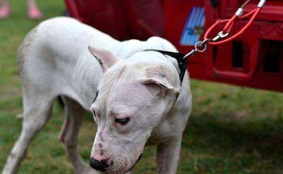 苏州禁养秋田犬原因解析｜城市安全与环境管理指南