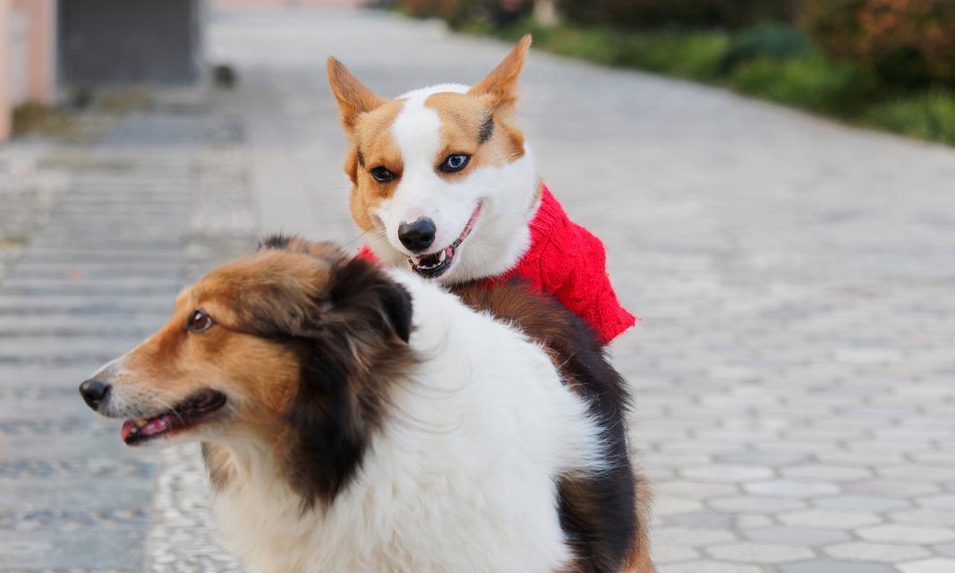 柯基犬独特魅力与智慧全解析