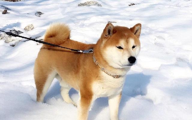 苏州禁养秋田犬原因解析｜城市安全与环境管理指南