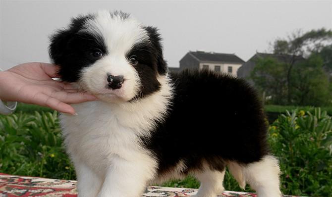 买狗最佳时机解析｜不同需求下的选择指南