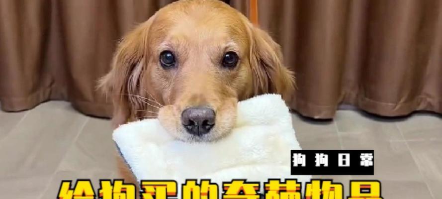 买狗最佳时机解析｜不同需求下的选择指南