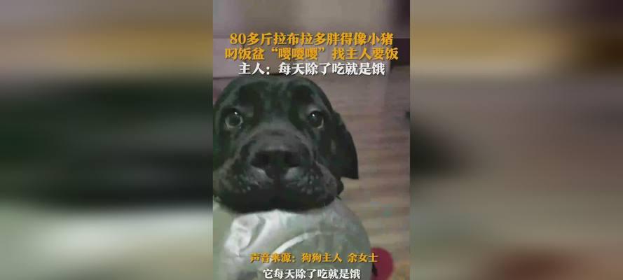 成年拉布拉多饮食指南｜健康均衡喂养核心技巧