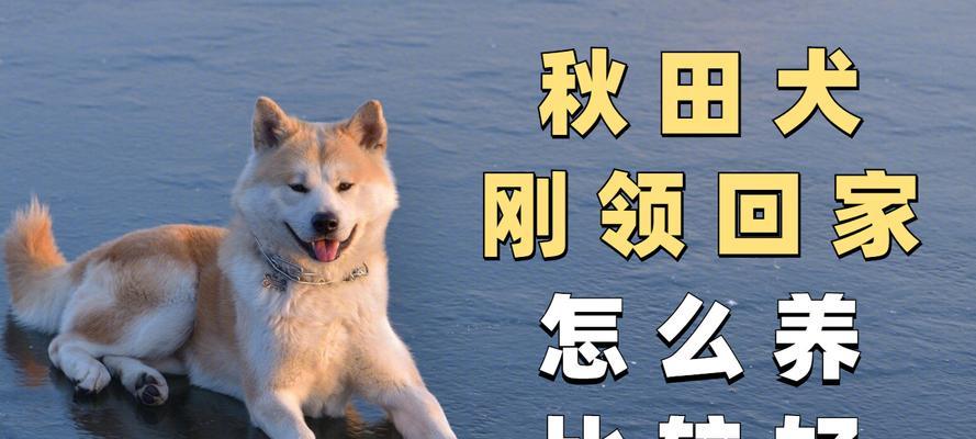 苏州禁养秋田犬原因解析｜城市安全与环境管理指南