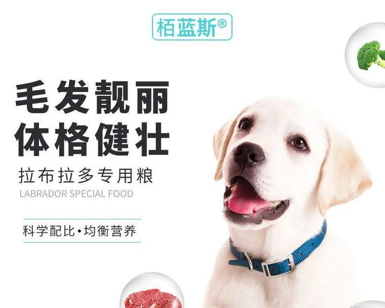 成年拉布拉多饮食指南｜健康均衡喂养核心技巧