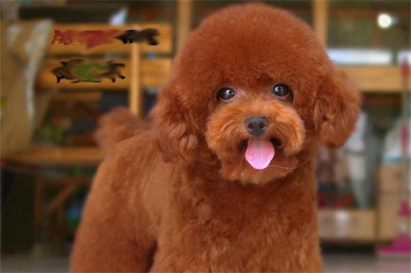 狗狗是否需要定期换粮｜科学换粮全攻略