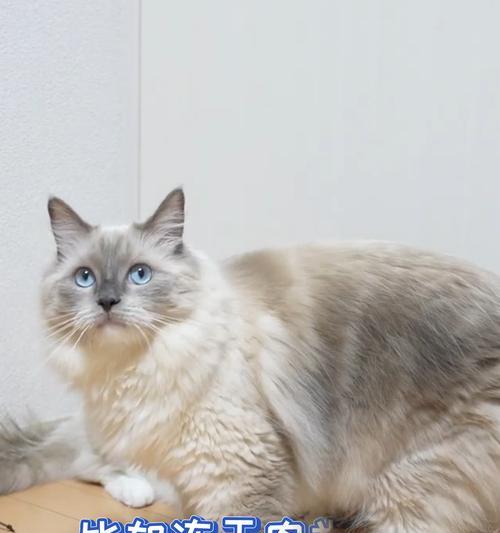 猫的最健康食物选择｜猫咪饮食需求与营养指南