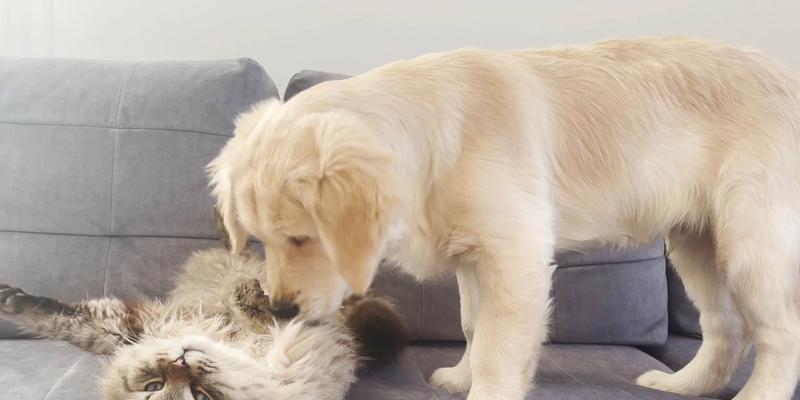 金毛犬舔自己原因全攻略｜行为解析与健康影响