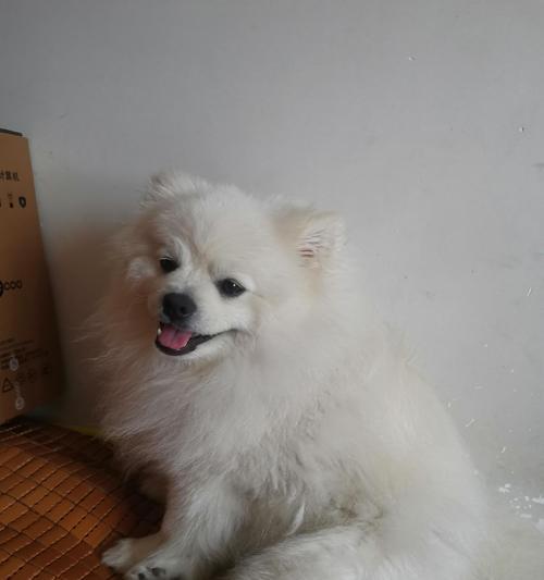 狗狗毛发变白原因及调理方法｜实用指南