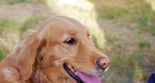 金毛犬为什么喜欢舔自己？（探究金毛犬舔自己的原因及其影响）