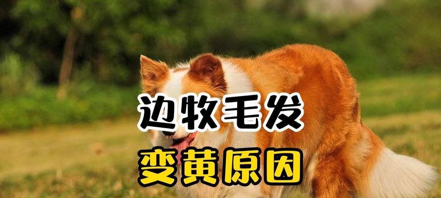 狗狗毛发突然变白？原因解析！（探寻狗狗毛发变白的奥秘及相关调理方法）