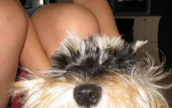 探索雪纳瑞胡子黄之谜（揭开雪纳瑞胡子黄的养护秘籍）