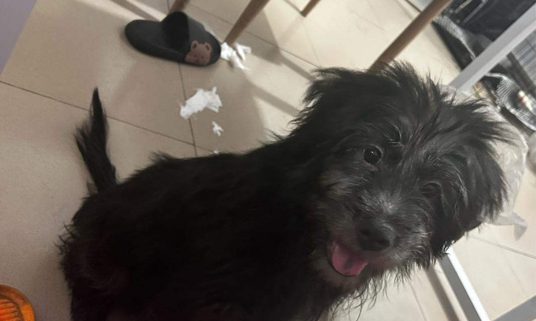 狗狗毛发突然变白？原因解析！（探寻狗狗毛发变白的奥秘及相关调理方法）