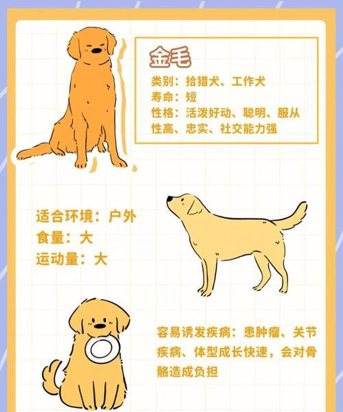 金毛犬为什么喜欢舔自己？（探究金毛犬舔自己的原因及其影响）