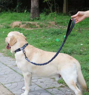 边牧与金毛的混血犬（深入探索边牧与金毛混血犬的特征和魅力）