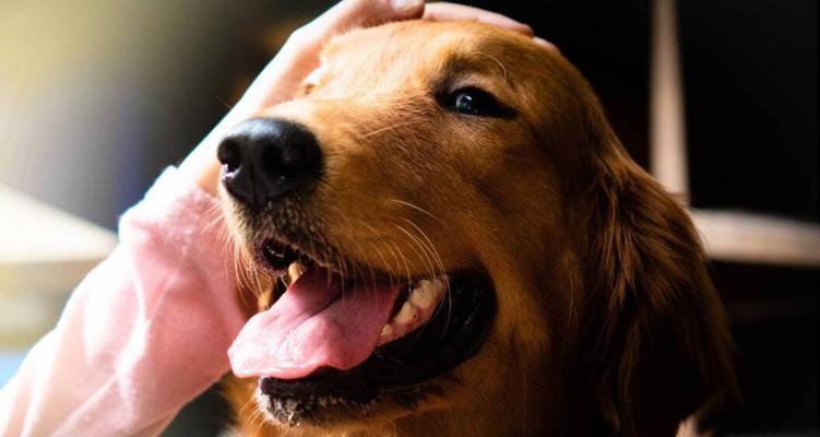 边牧与金毛混血犬特征全攻略｜聪明易训的家庭伴侣