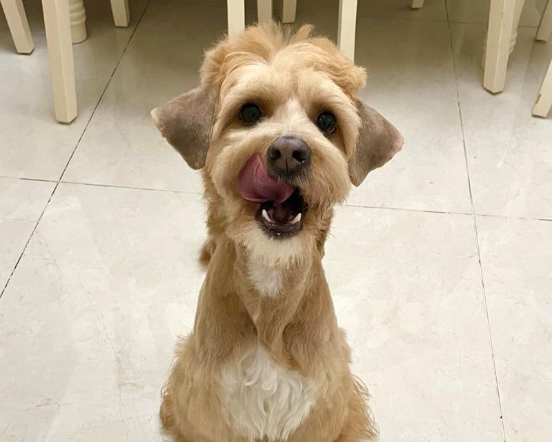 雪纳瑞胡子黄养护指南｜专业技巧轻松保持亮丽色泽