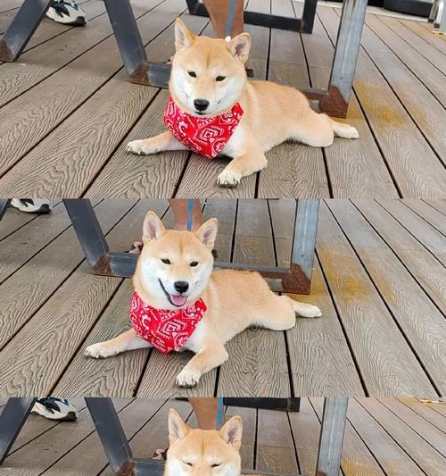 小狗为什么会抖？（探究小狗抖动的原因及其影响）