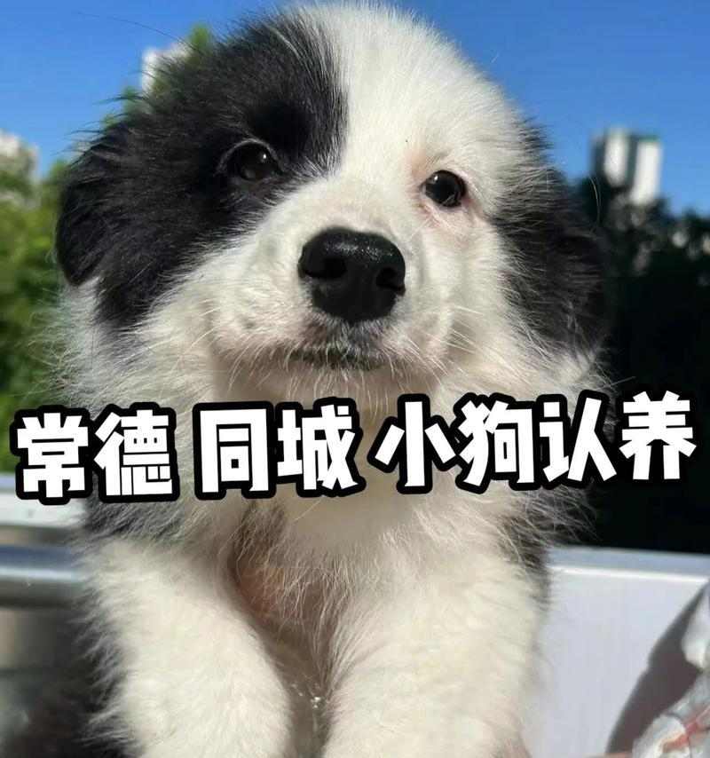 小狗抖动原因全攻略｜寒冷紧张兴奋疾病影响解析