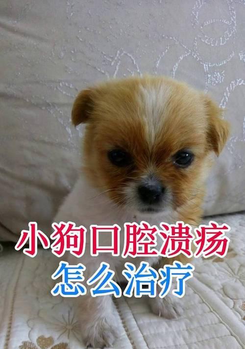 狗口腔溃疡的治疗方法（有效药物缓解口腔溃疡不适）