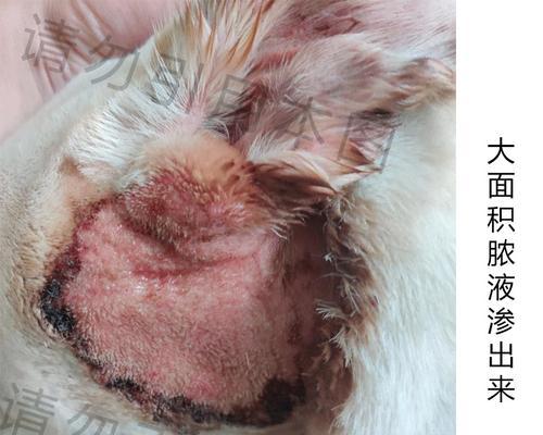 狗焦虫病全攻略｜识别症状与防治方法