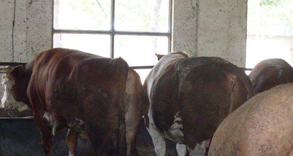 狗焦虫病（了解狗焦虫病的表现及如何保护你的宠物）