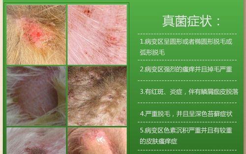 狗得真菌的饮食禁忌（保护你的爱犬远离真菌侵袭的关键）