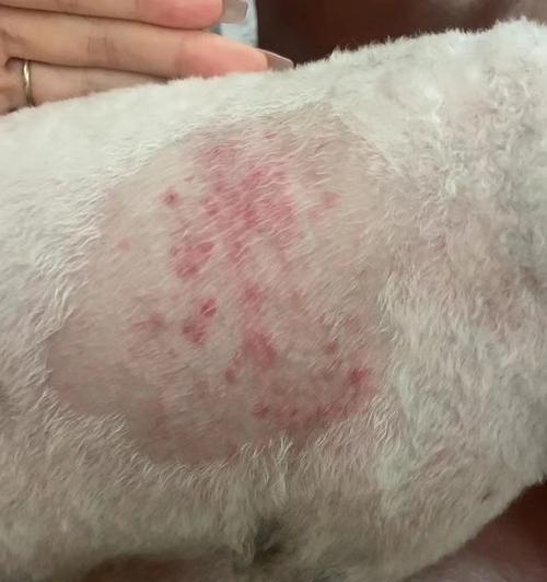 狗得真菌后饮食禁忌｜实用指南保护爱犬健康