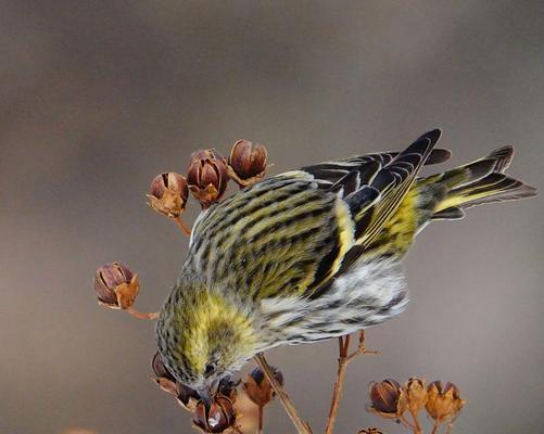 黄雀的命运（被天敌捕食的悲剧）