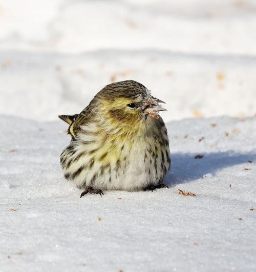 黄雀被捕食的悲剧｜自然生存法则与生态保护启示
