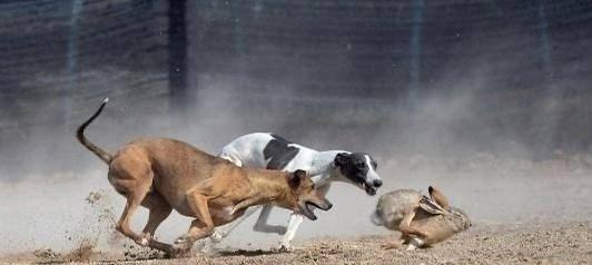 猎犬品种特点及其捕猎能力全攻略｜兔子与野鸡捕捉技巧