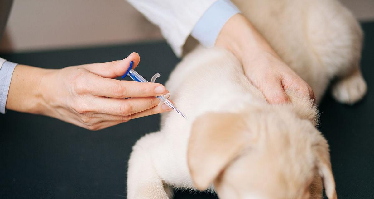 养狗必须打的育苗，你知道几种？（了解育苗，让你的爱犬健康成长）