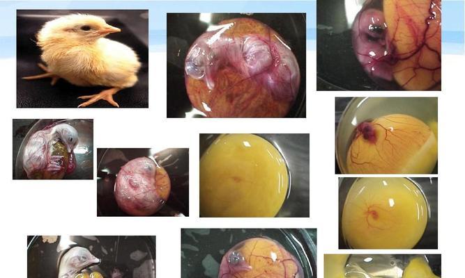 鸟类繁殖方式全攻略｜探索自然界的生存智慧