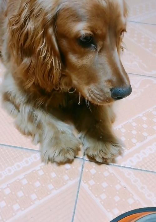 狗为什么不吃狗粮？（探究狗不吃狗粮的原因与解决方案）