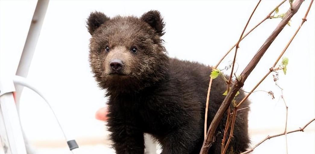 世界单挑最猛的狗——霸者之王（揭秘世界上最具攻击性和战斗力的犬种）