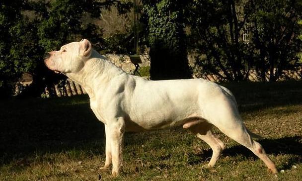 世界单挑最猛的狗——霸者之王（揭秘世界上最具攻击性和战斗力的犬种）