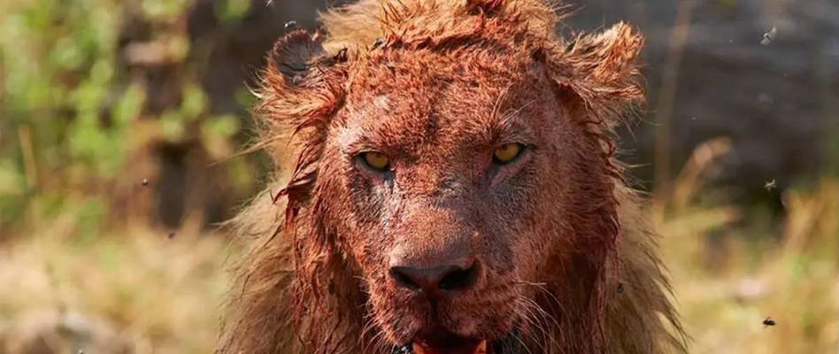 世界单挑最猛的狗｜揭秘最强攻击性犬种全攻略