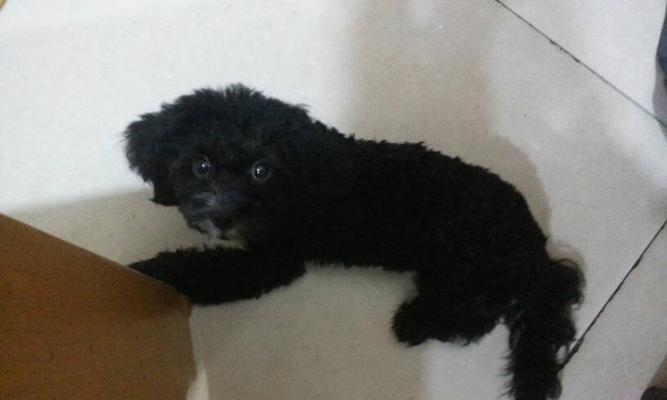 揭秘宠物泰迪的大便之谜（了解泰迪的消化系统，从大便说起）