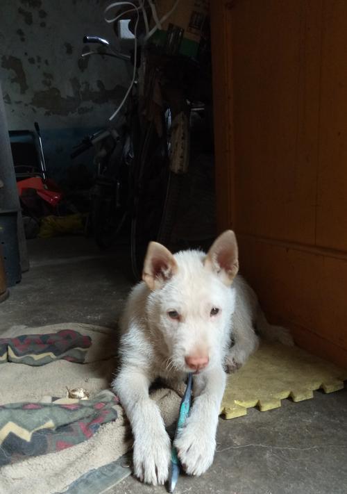 狗尾巴疾病症状及治疗全攻略｜宠物健康守护指南